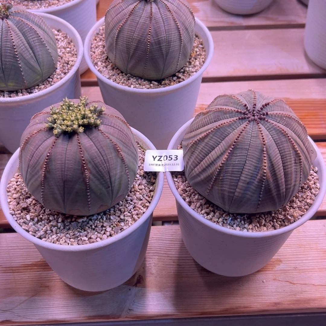 ****11987的美盆肉YZ053都寄存