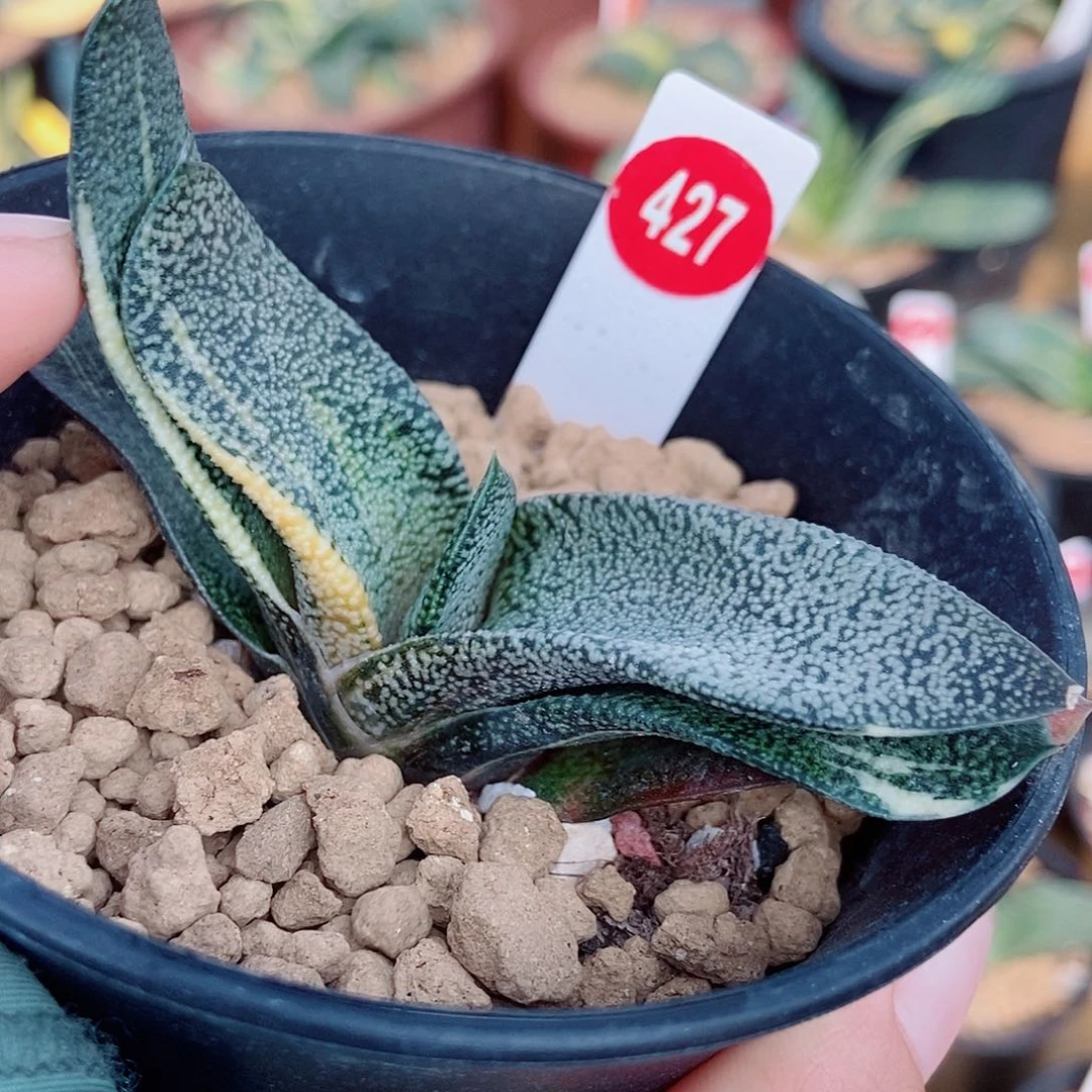 427卧牛转锦带盆发货