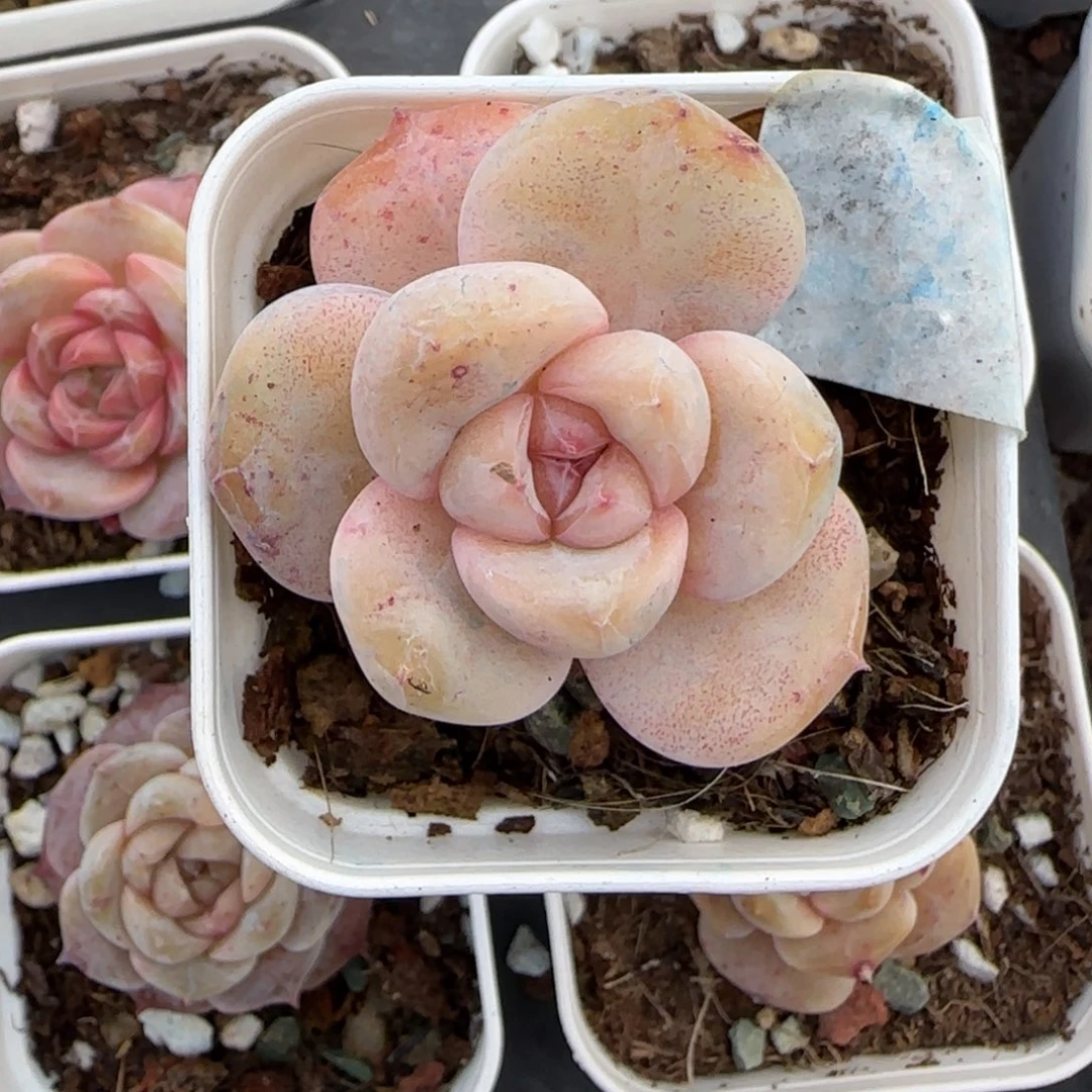 多肉小卡拉米糖心一物一拍