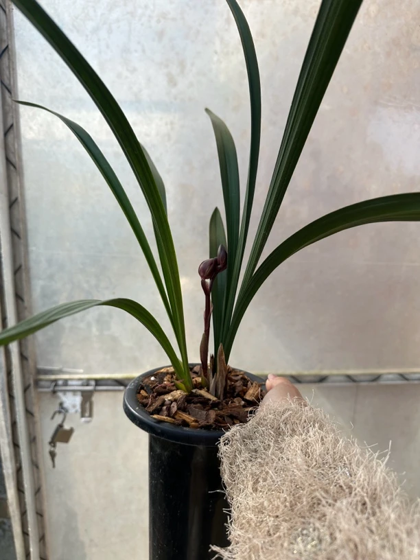 春剑兰花红荷红花直一物一拍