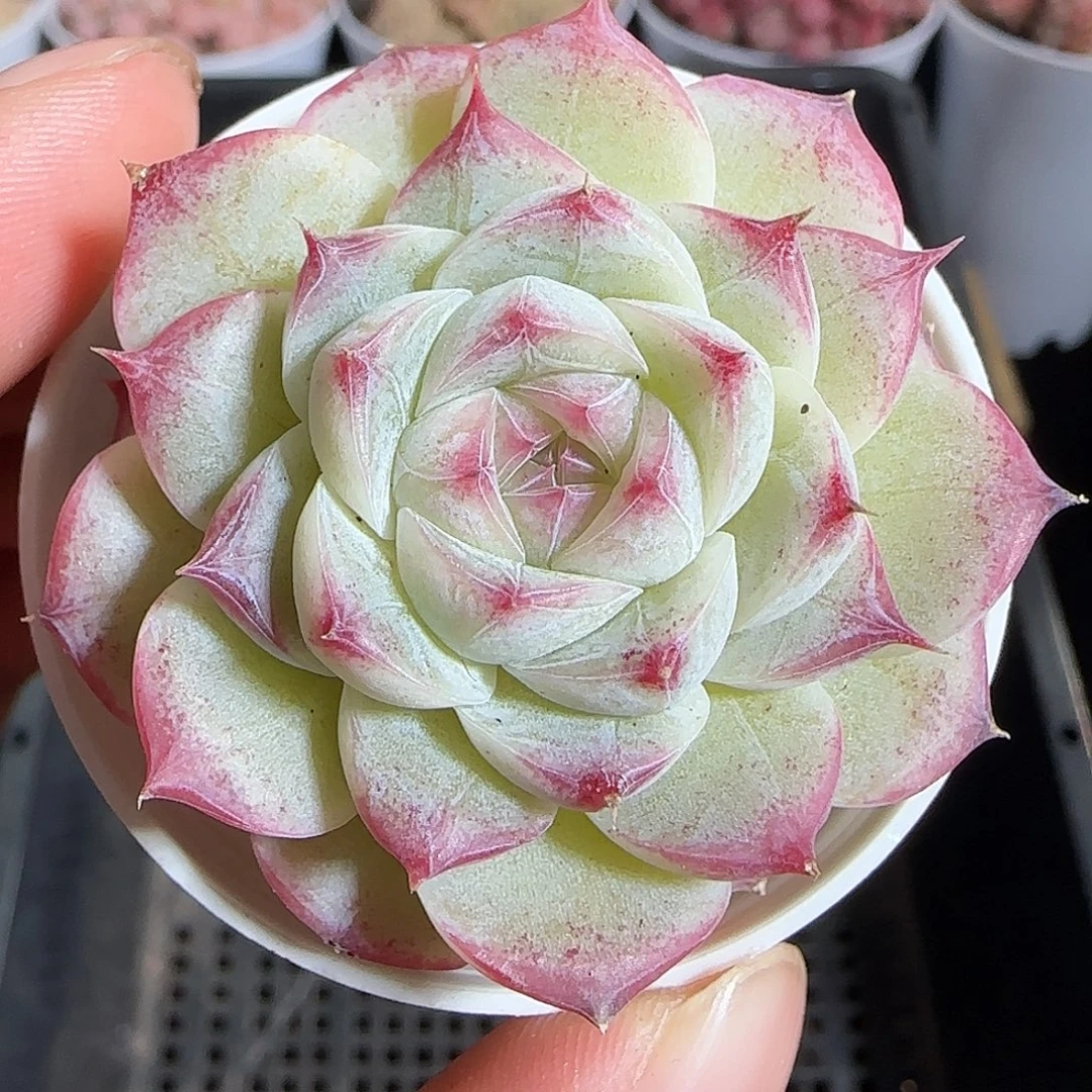 多肉1219-186福利