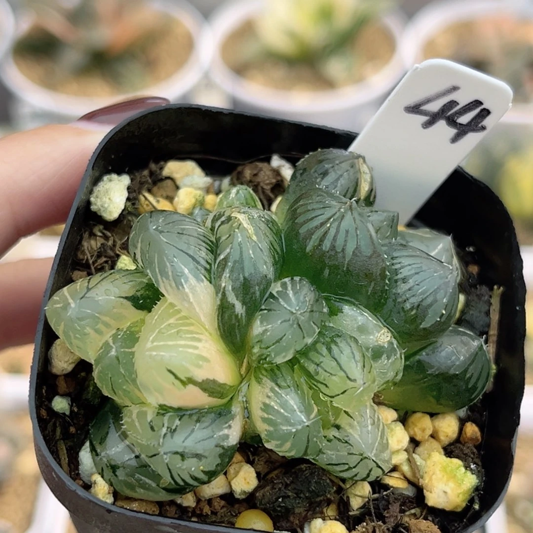 44群生大窗OM玉露锦福利专场