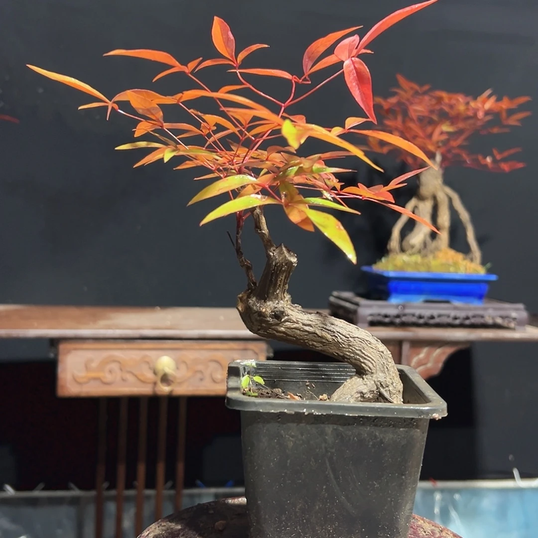 不开花植物0000017