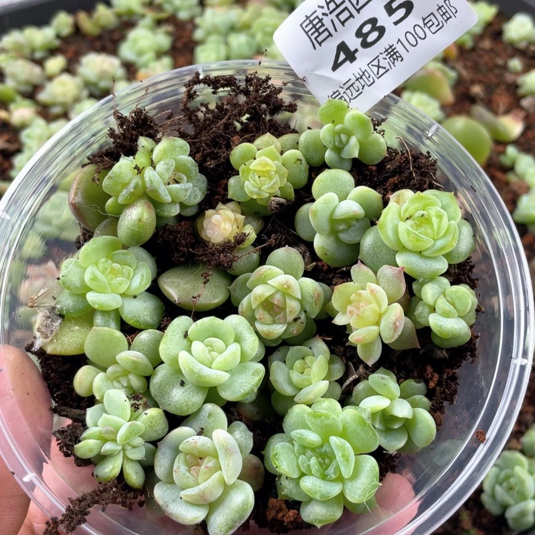圆叶彩糖混一物一拍485