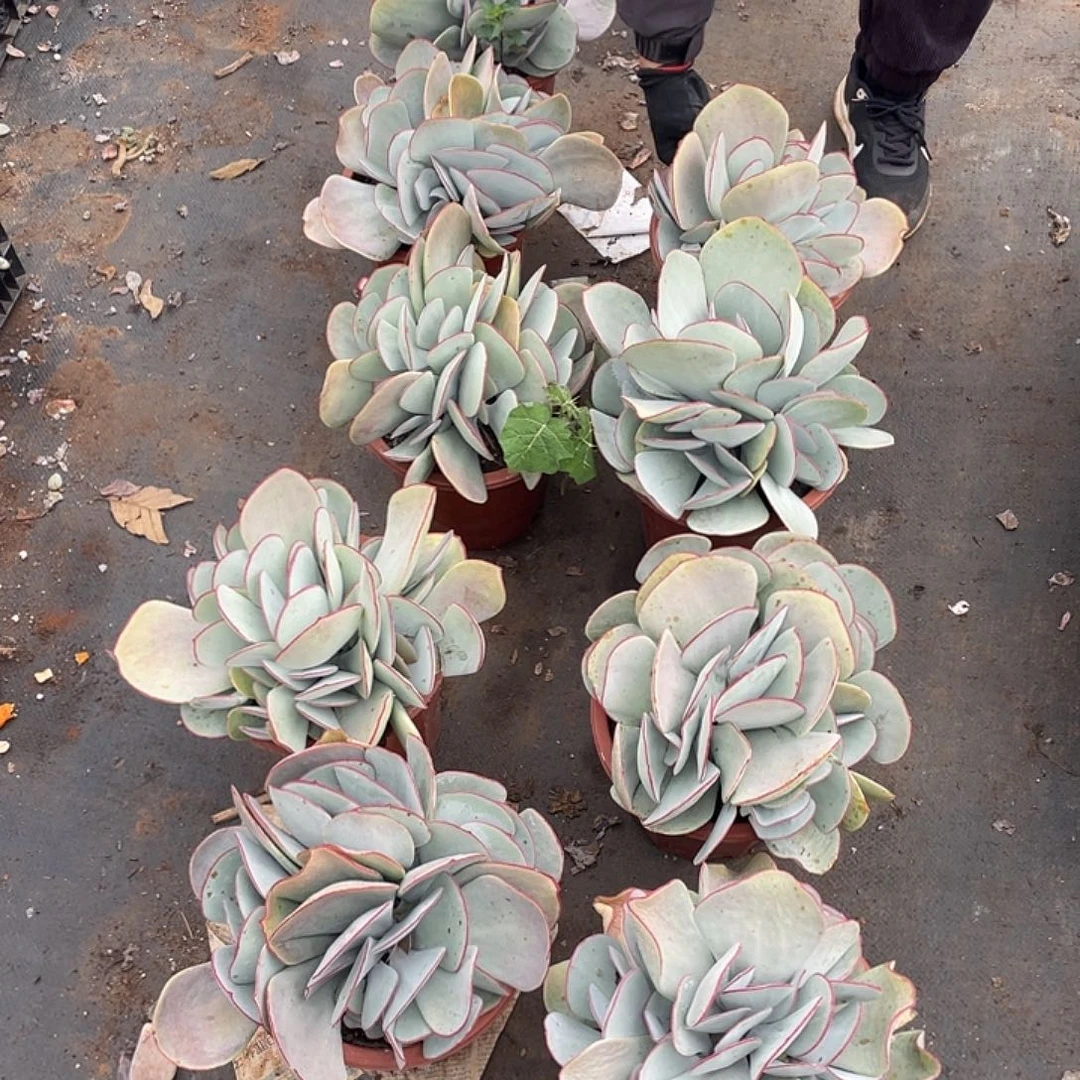 白梅28.8米 有斑点 量拍多肉