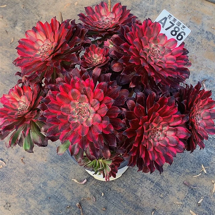 786多肉法师血迹