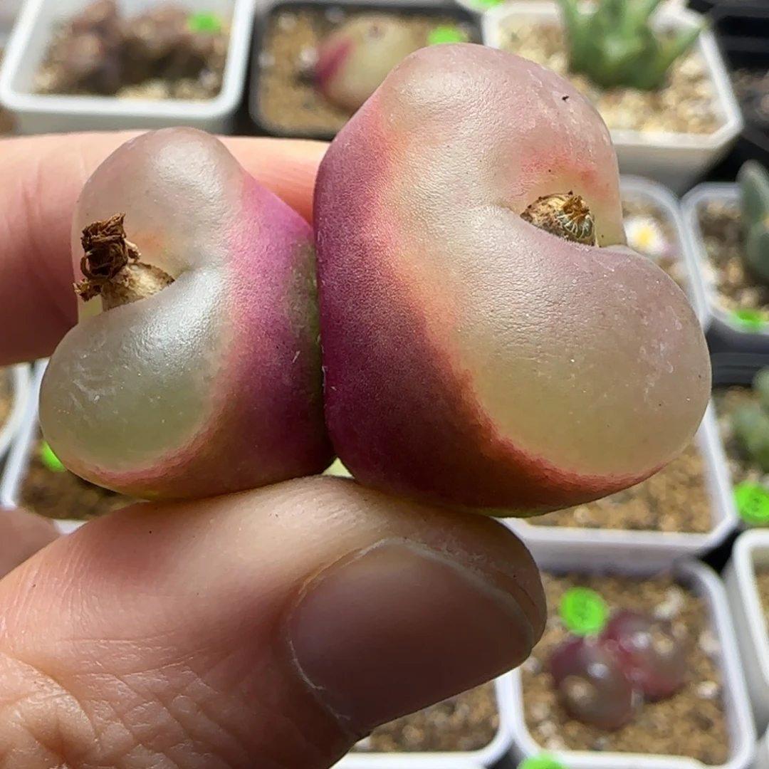 透窗2.1/2.6多肉植物157