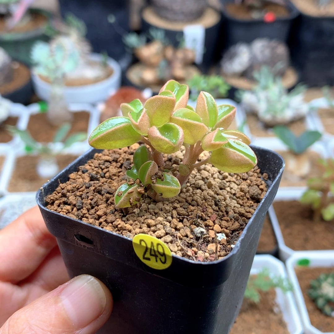 249号粉背椒草脱土不包叶子