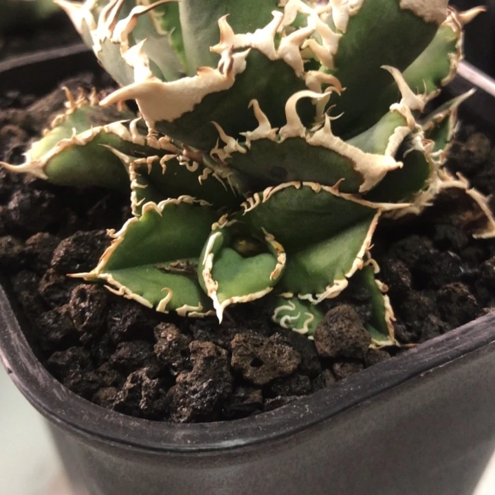白豪刺仁王冠龙舌兰侧芽一颗
