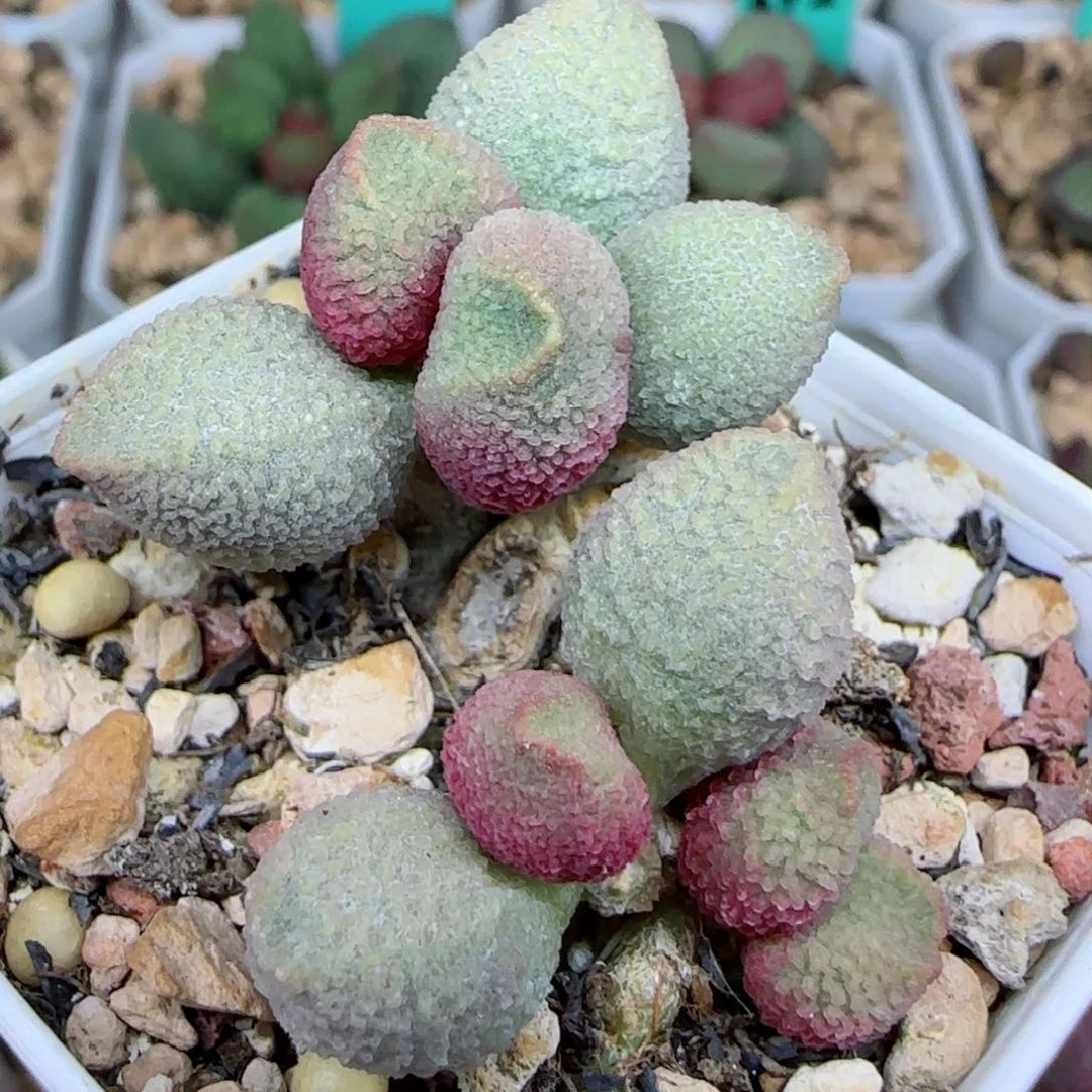 实生三头桩子，母本，带盆发