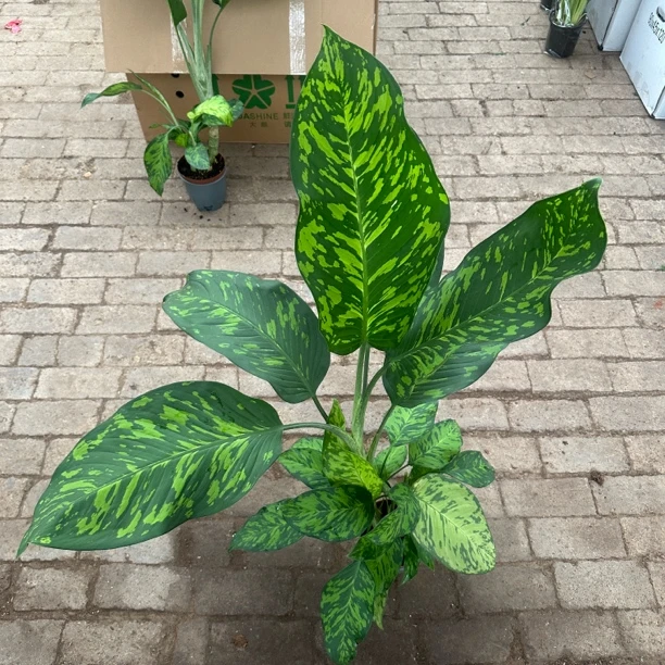 金香妃大型绿植净化空气