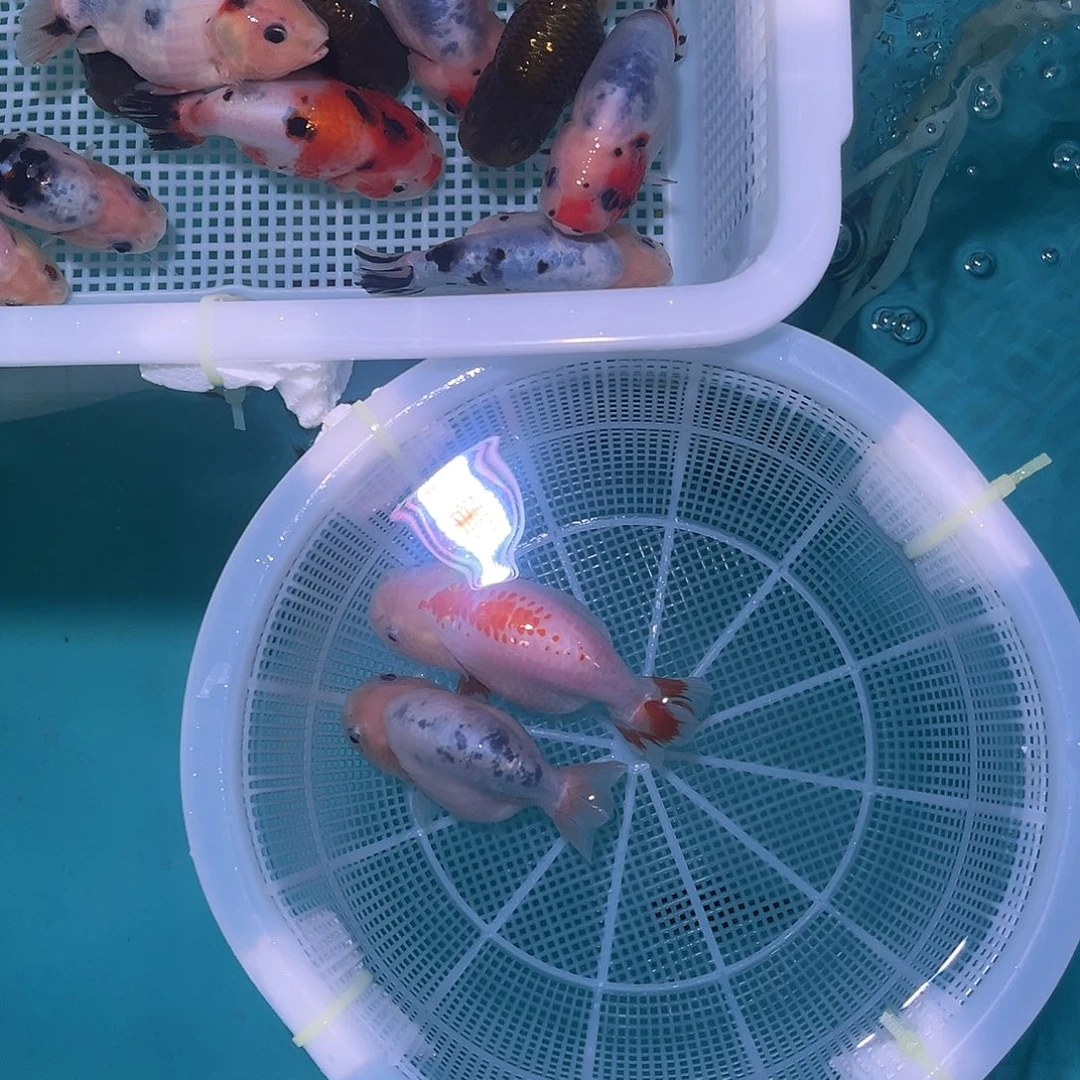 卡卡居图用心我哦哦哦太厉害