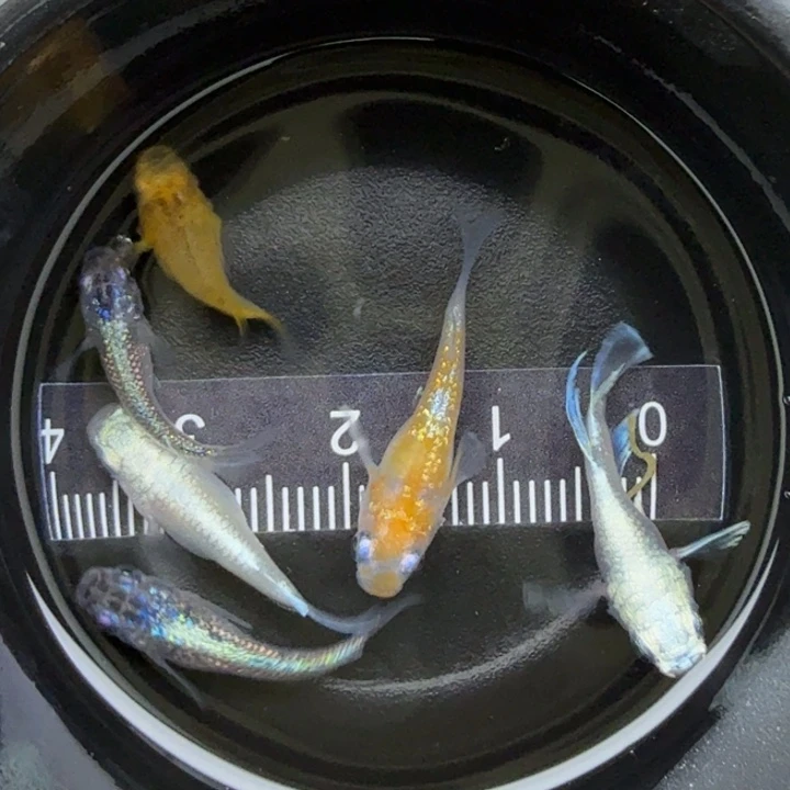 海水鱼混搭球球18号
