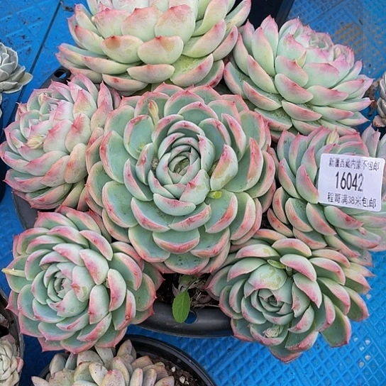 肉*侧影16042多肉