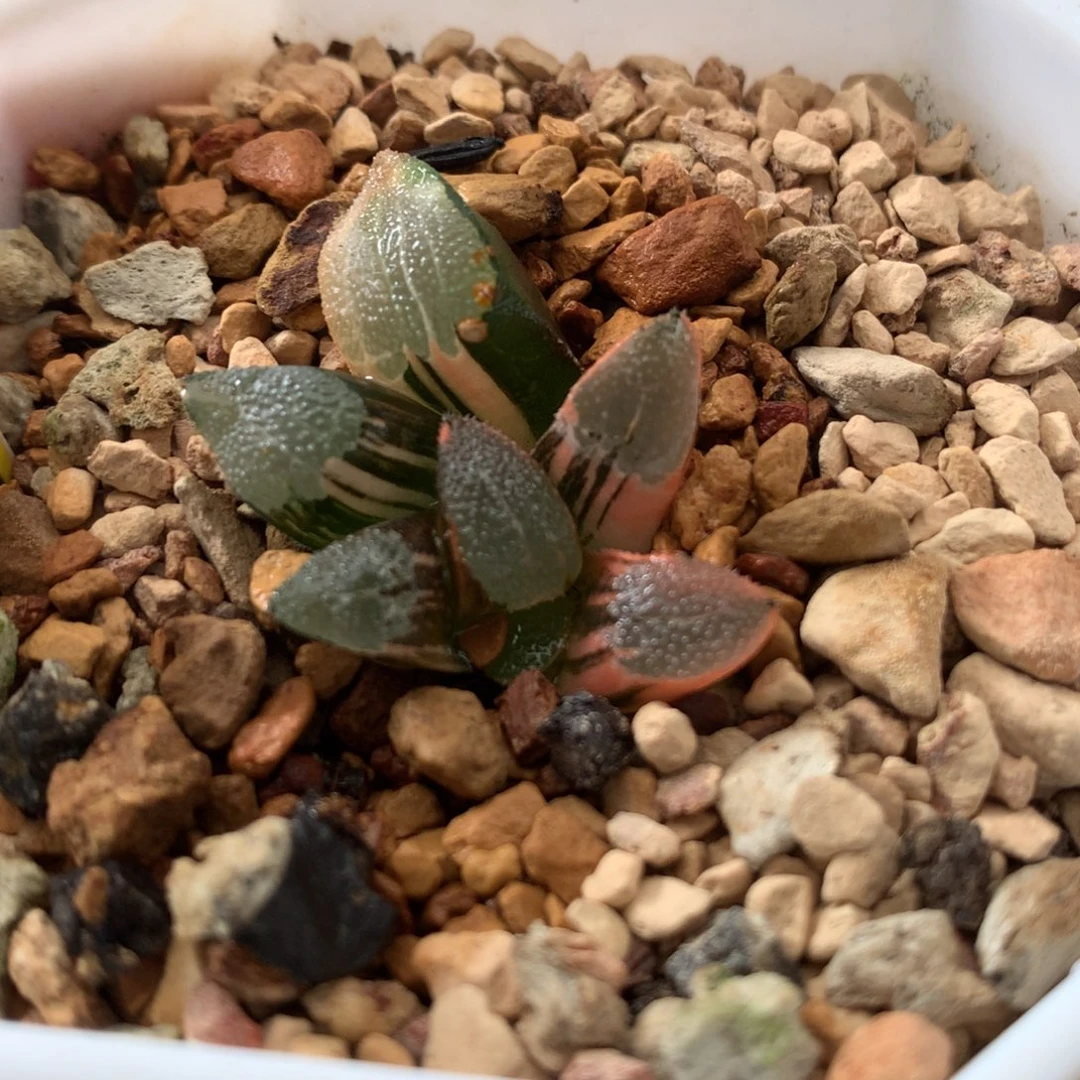 711克锦多肉植物十二卷