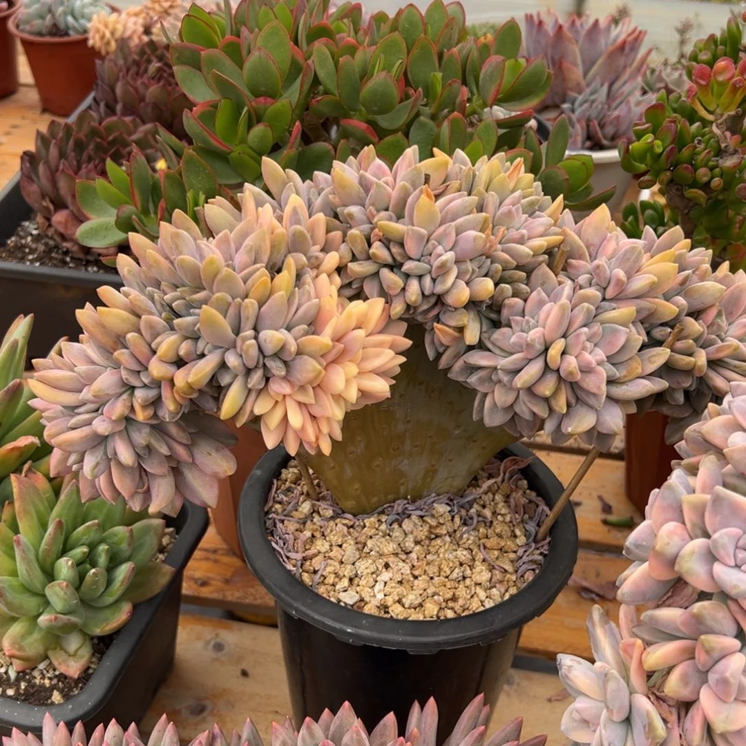 多肉淡雪锦缀【非偏远地区满18包邮】