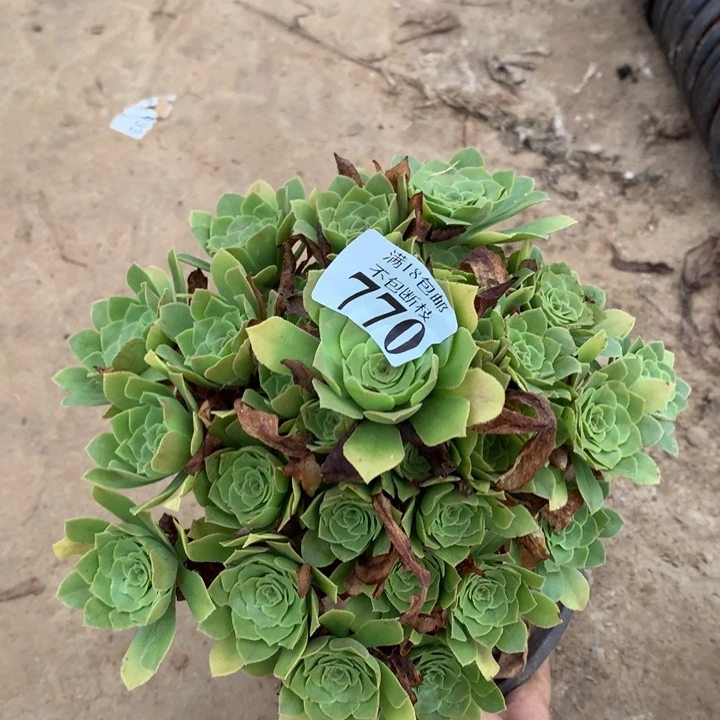 770绿玫瑰手捧3号