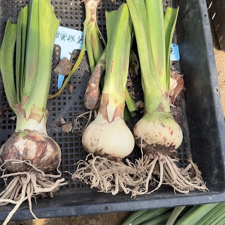 甜蜜粉黛朱顶红一棵6+