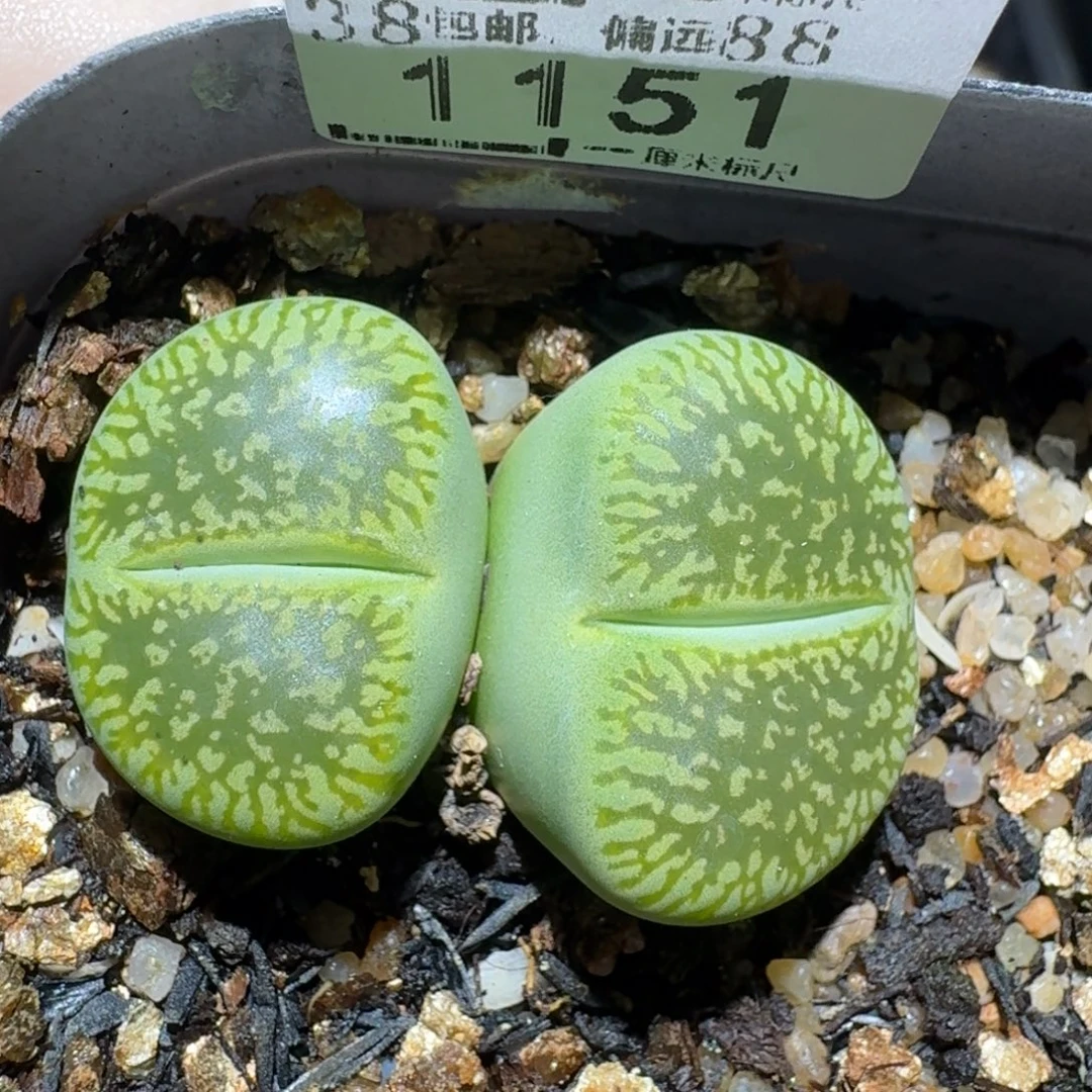 zzz生石花肉锥1151