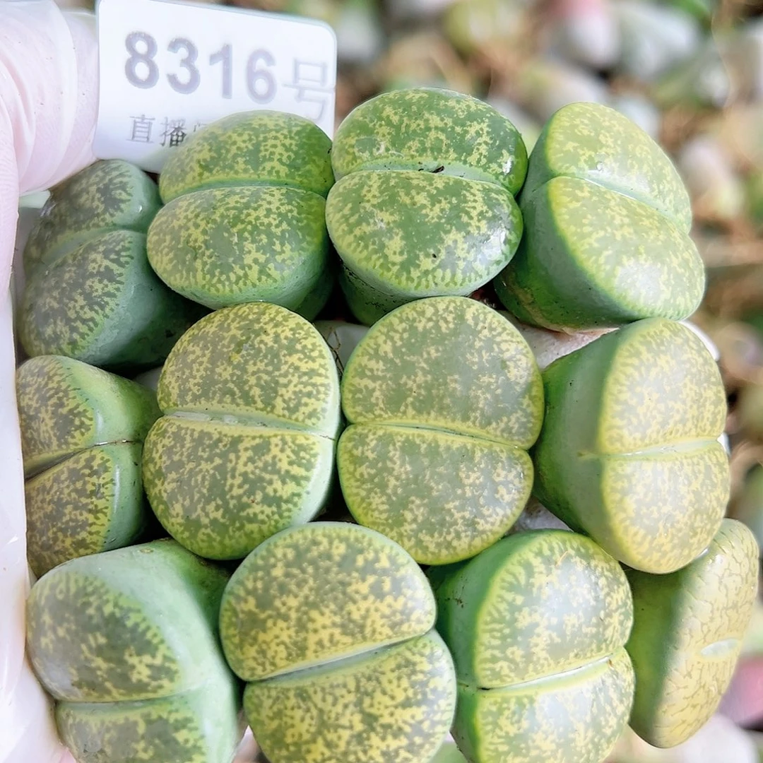 8316 好养易活生石花大母本12个