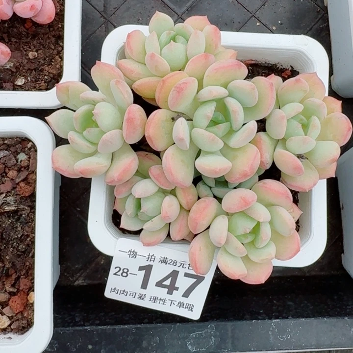 蜜桃格林无盆土发货多