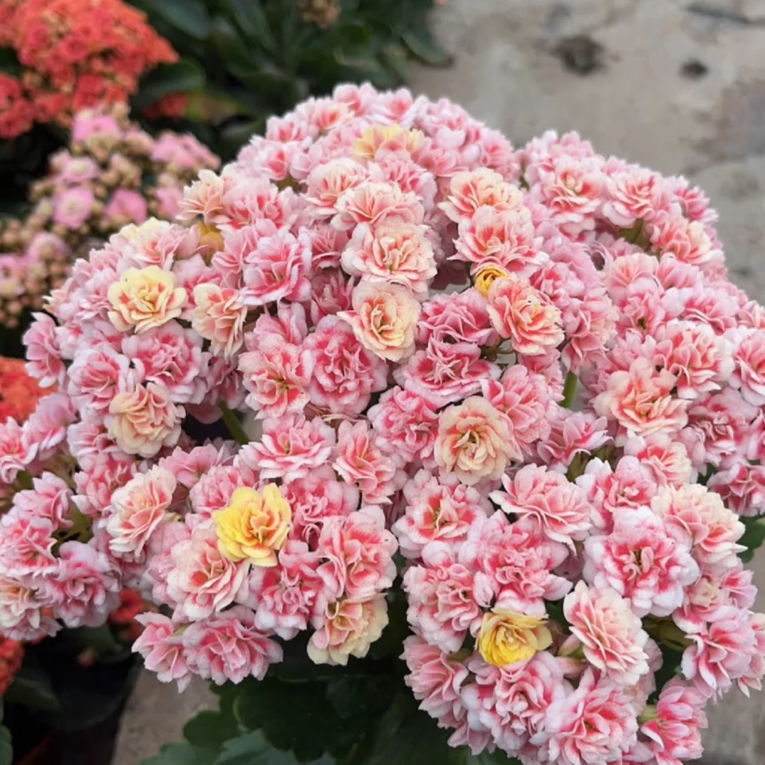 【漫卷流光】110盆长寿花