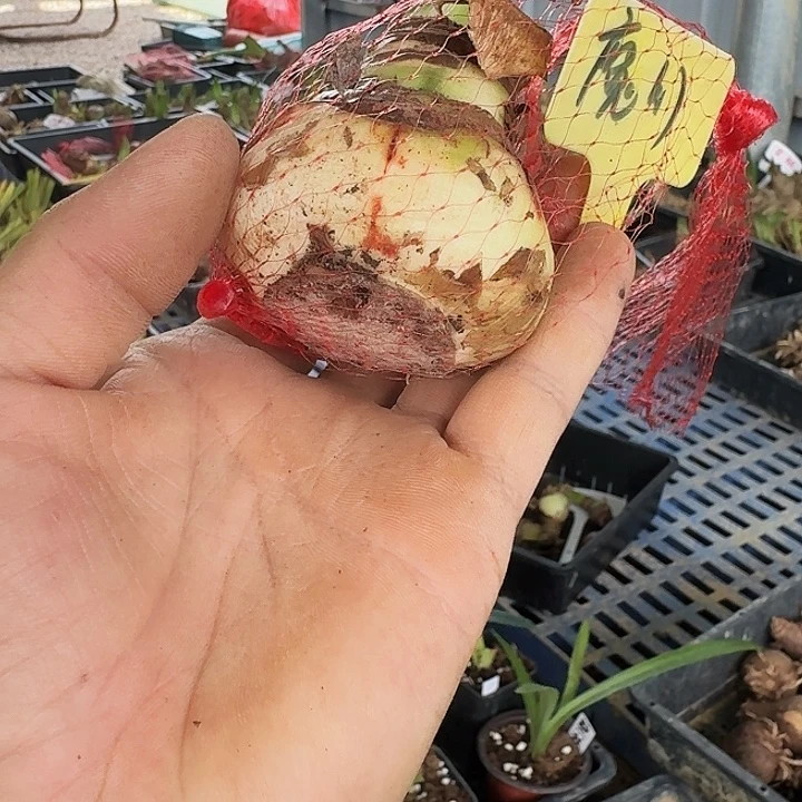 魔幻之旅朱顶红一棵5.5+球丑，削了根盘