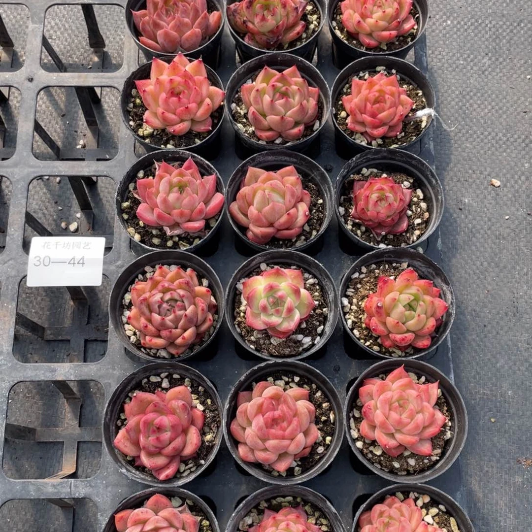 忘*草一物一拍18颗30-44