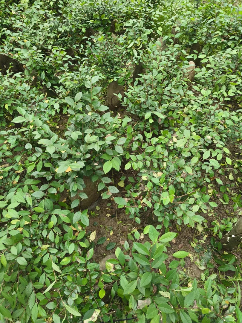 爬藤蔷薇老桩花苗耐热好养四季开花适合庭院种植花卉
