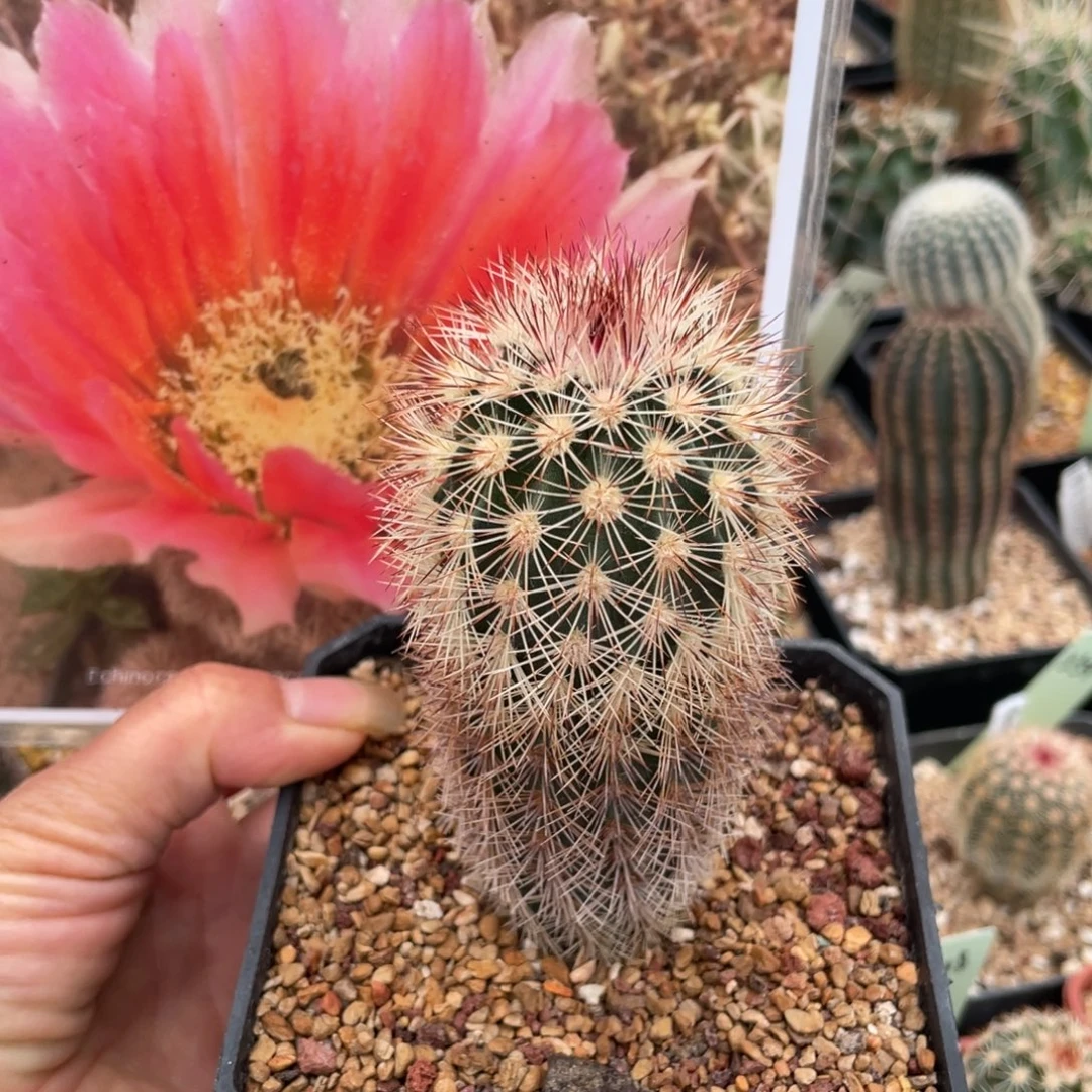 鹿角柱实生仙人球粉花御旗