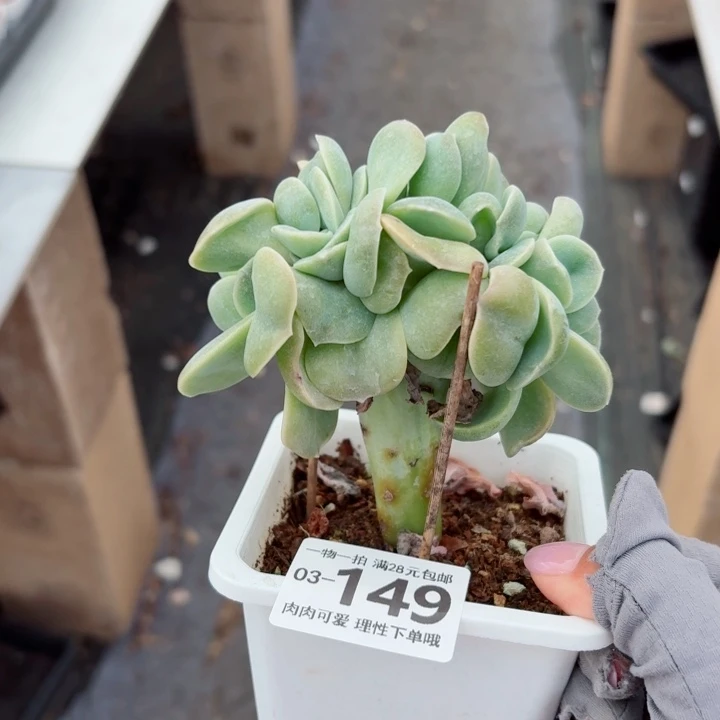 可爱玫瑰缀化多多肉无盆土发货