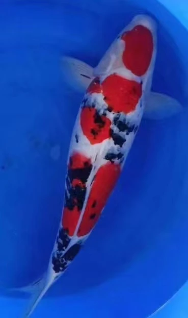 锦鲤观赏鱼冷水鱼红白大正昭和