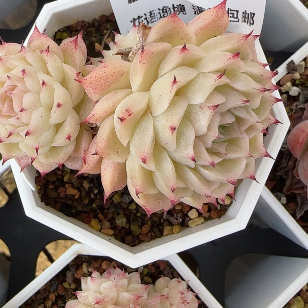 花语逸境0213-211