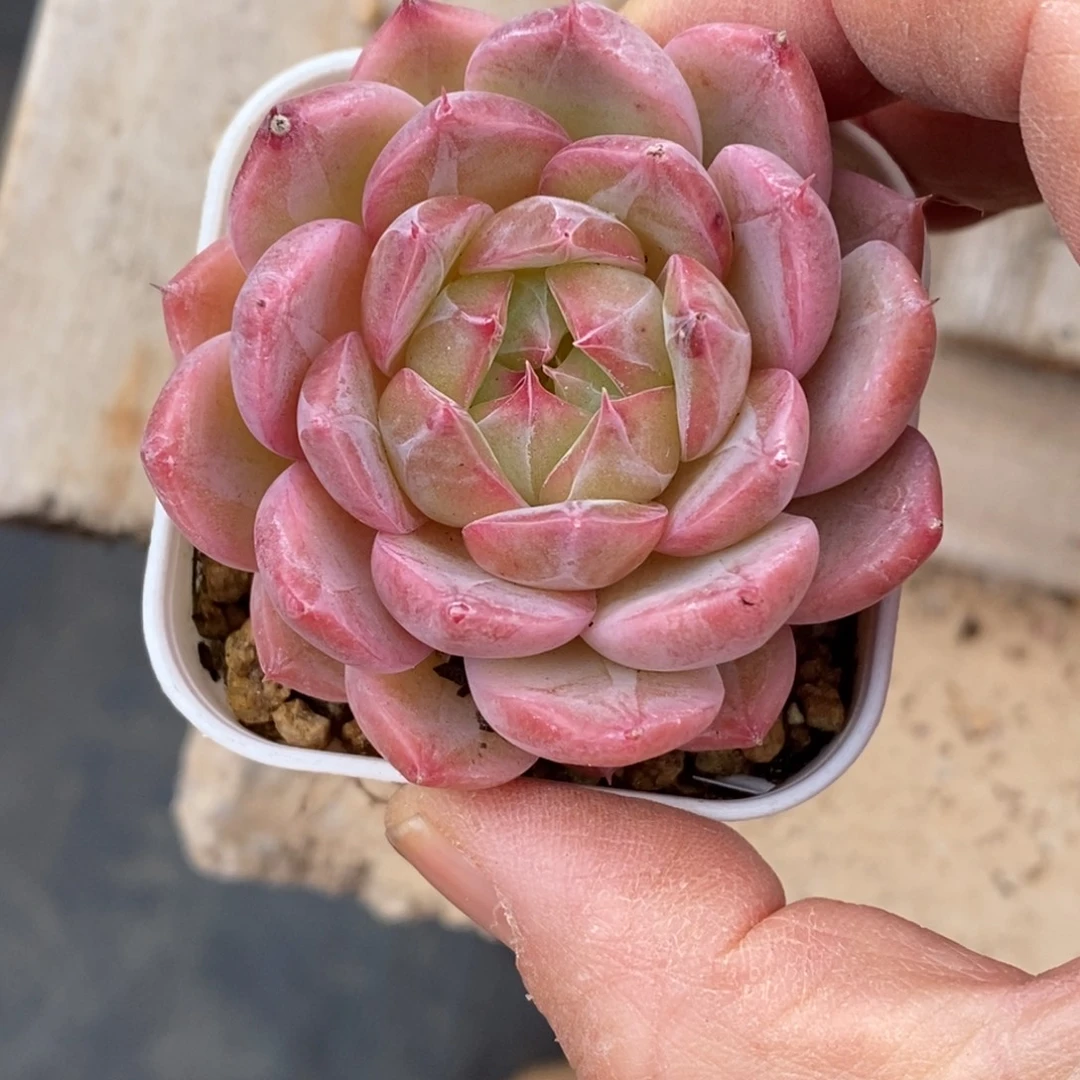 精品多肉一物一拍不包整12