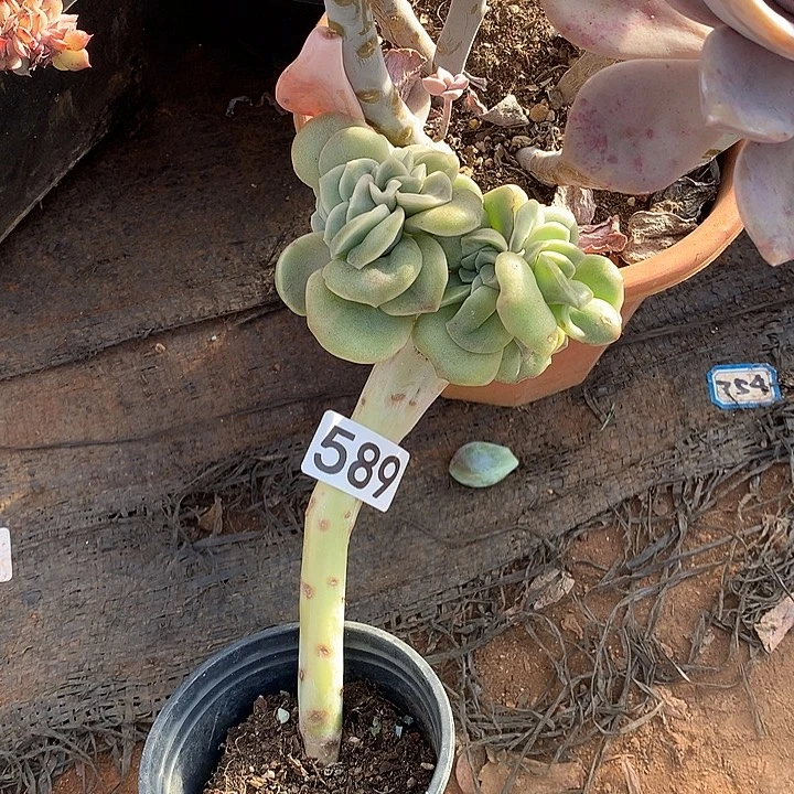 589可爱玫瑰缀一物一拍多肉