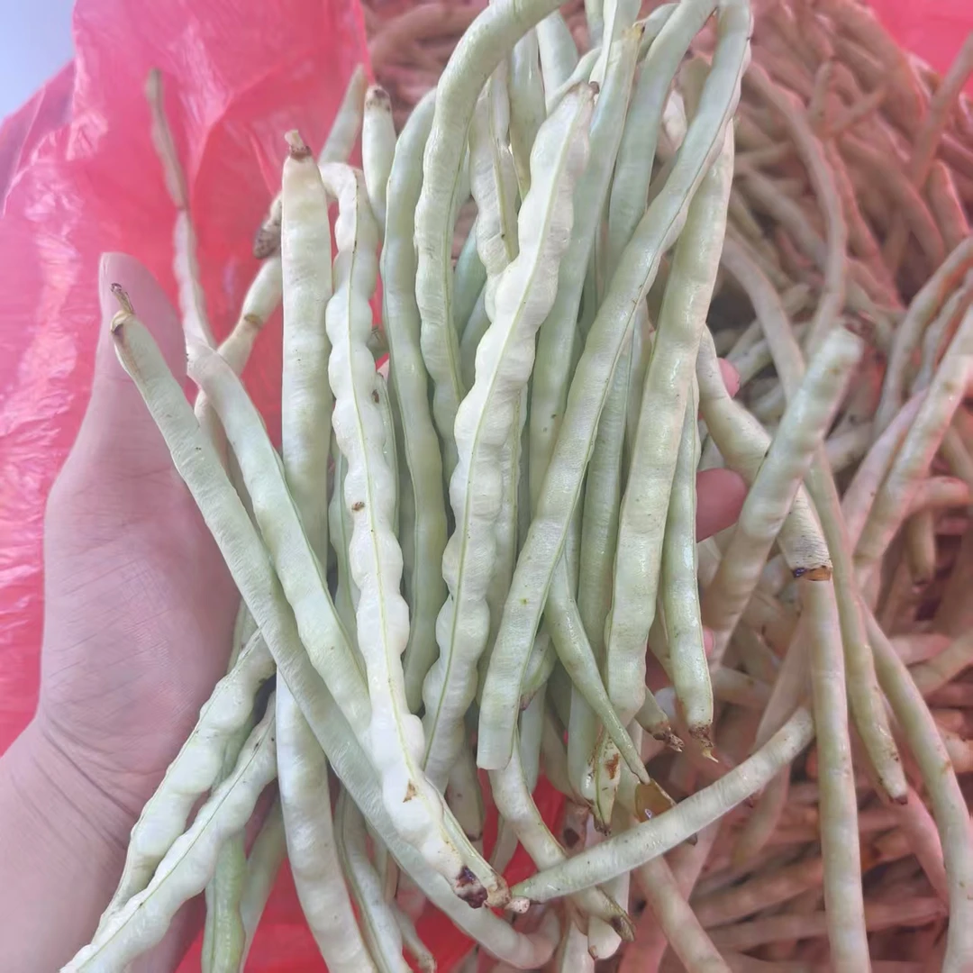肥西县铭传乡杨店村农家种植寒豇豆