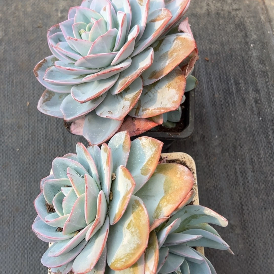 耳***玉布鲁蓝2颗多肉植物15