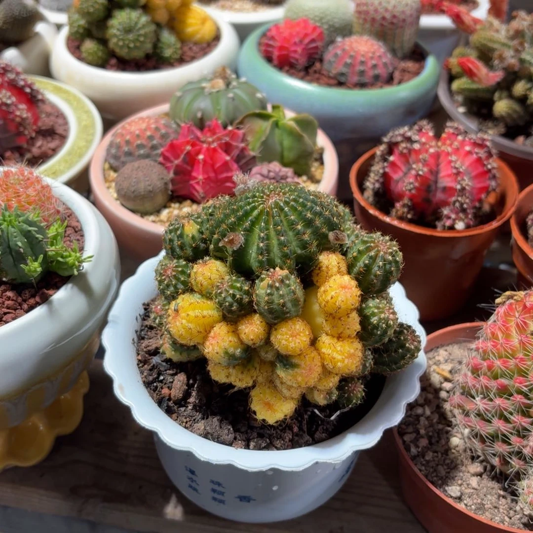 黄仙玉锦仙人球15㎝盆