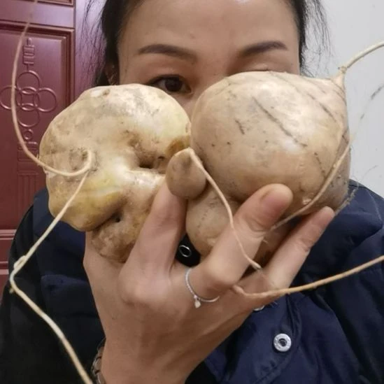 紫薯中国大陆凉薯