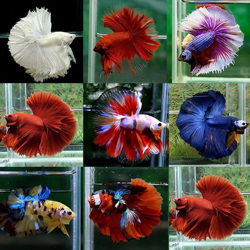 2单配鱼杯【0-99号】 泰国斗鱼观赏鱼苗金鱼热带好养耐活体小婚纱鱼