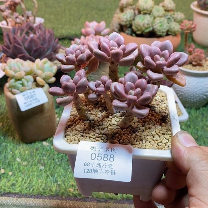 0588啊啊啊啊啊啊啊啊啊