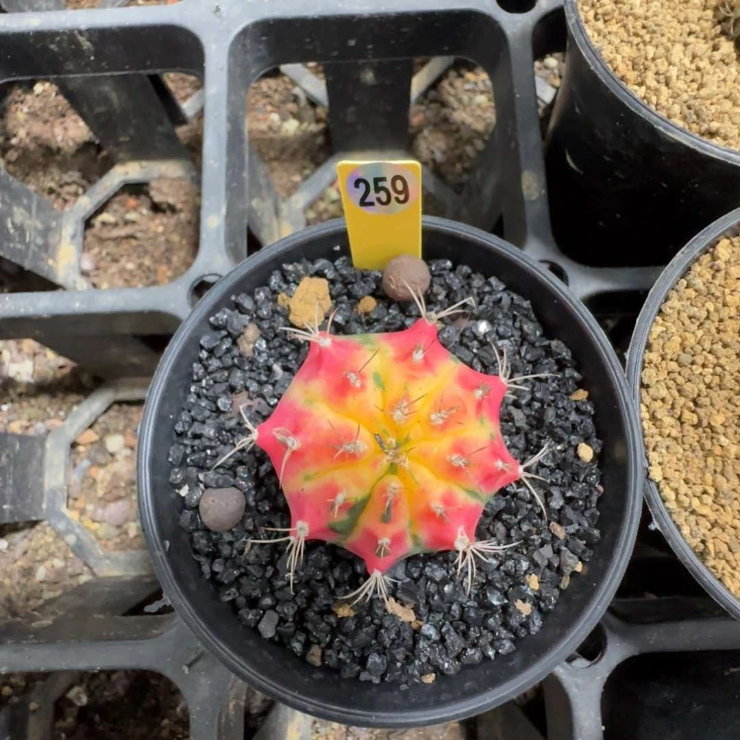 259号法国粉福利价直接拍