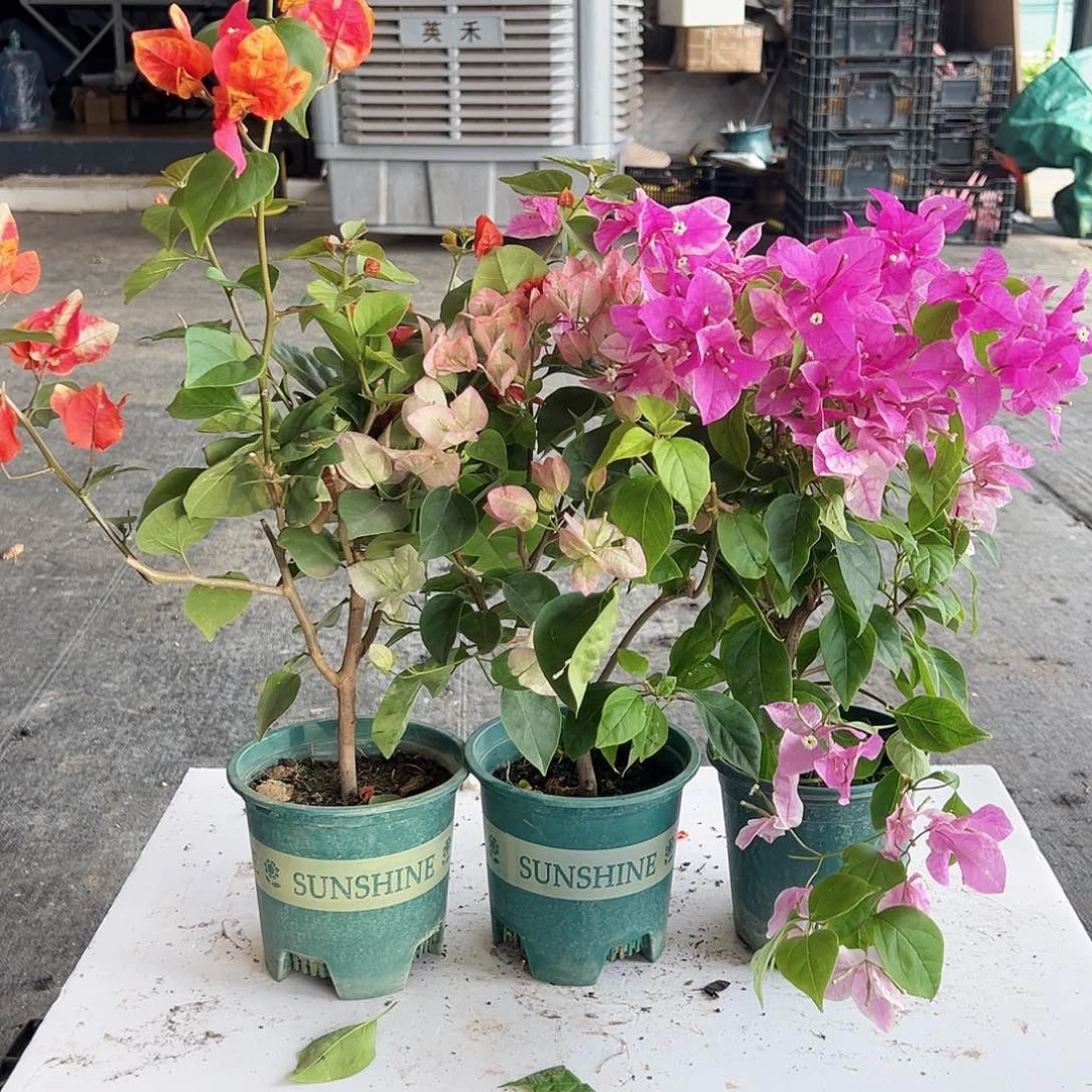 大部分花苞少量开放哪吒，五宝，章红英组合