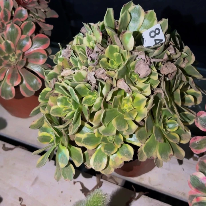 841男神多肉植物不售后