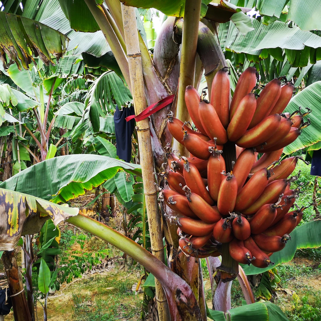 猛男农场红美人香蕉新鲜现摘漳州红皮香蕉香甜软糯稀有芭蕉