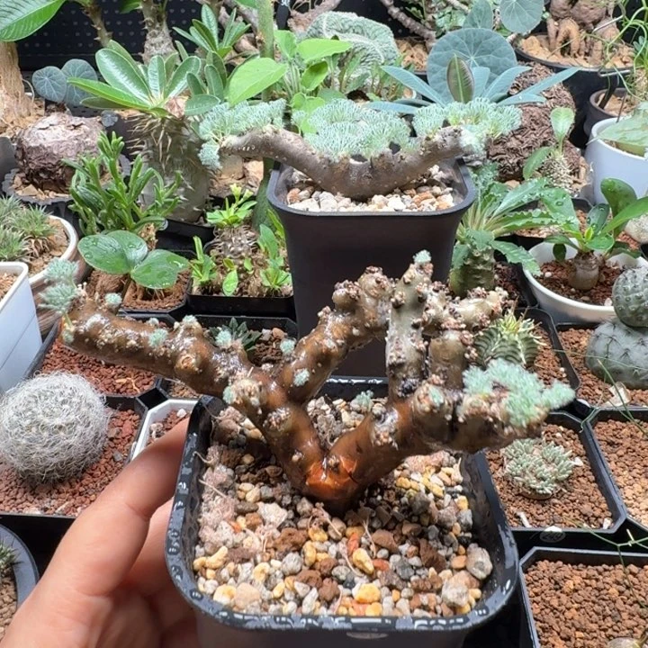 黑皮月界 225 仙人球