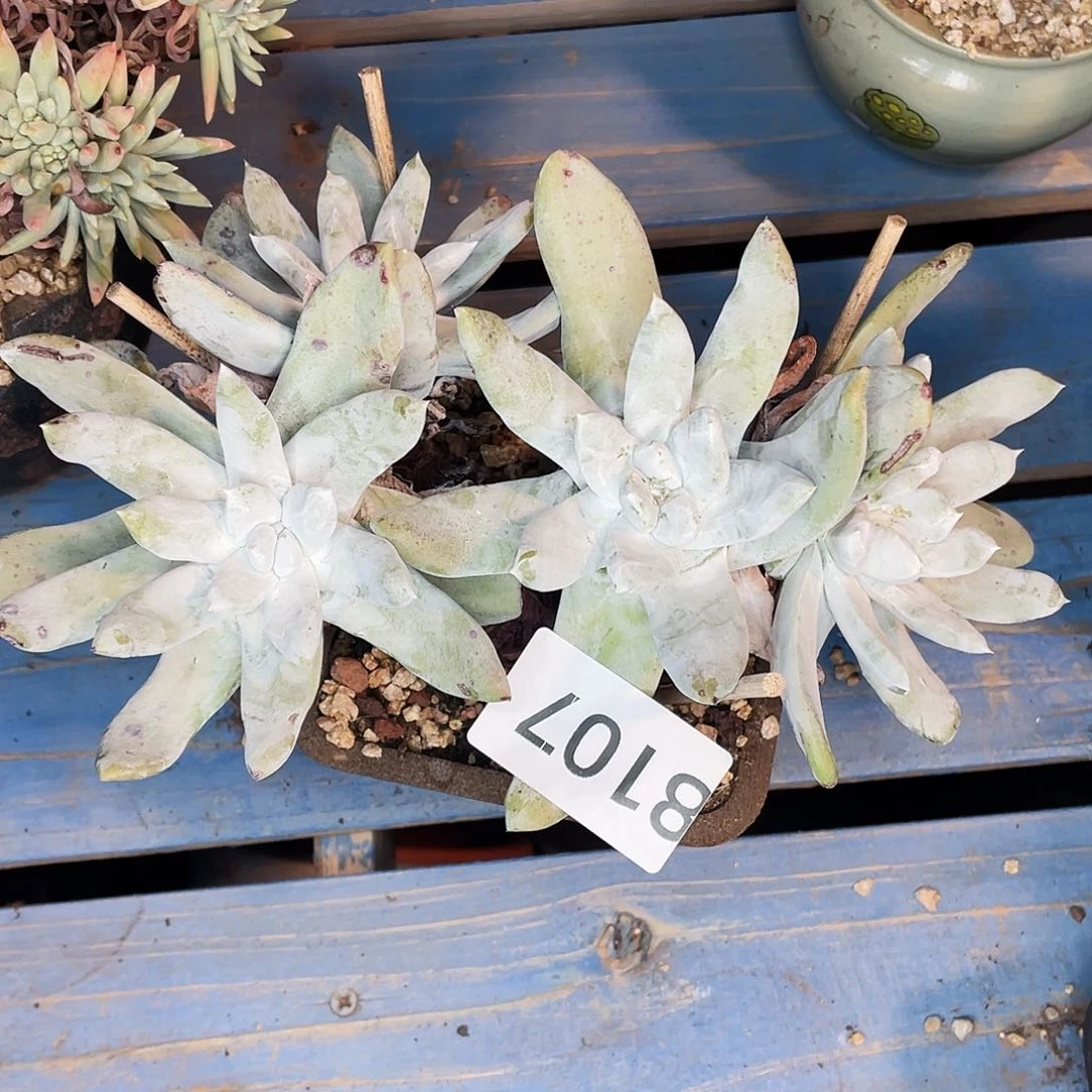 夜****9拇指多头老桩8107