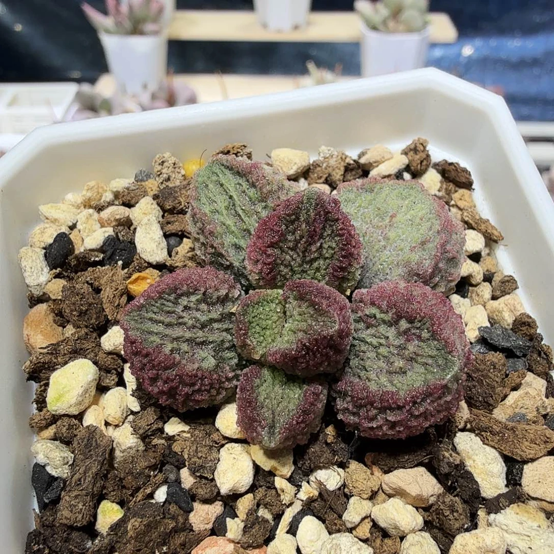 阿*牧鱼水泡多肉植物