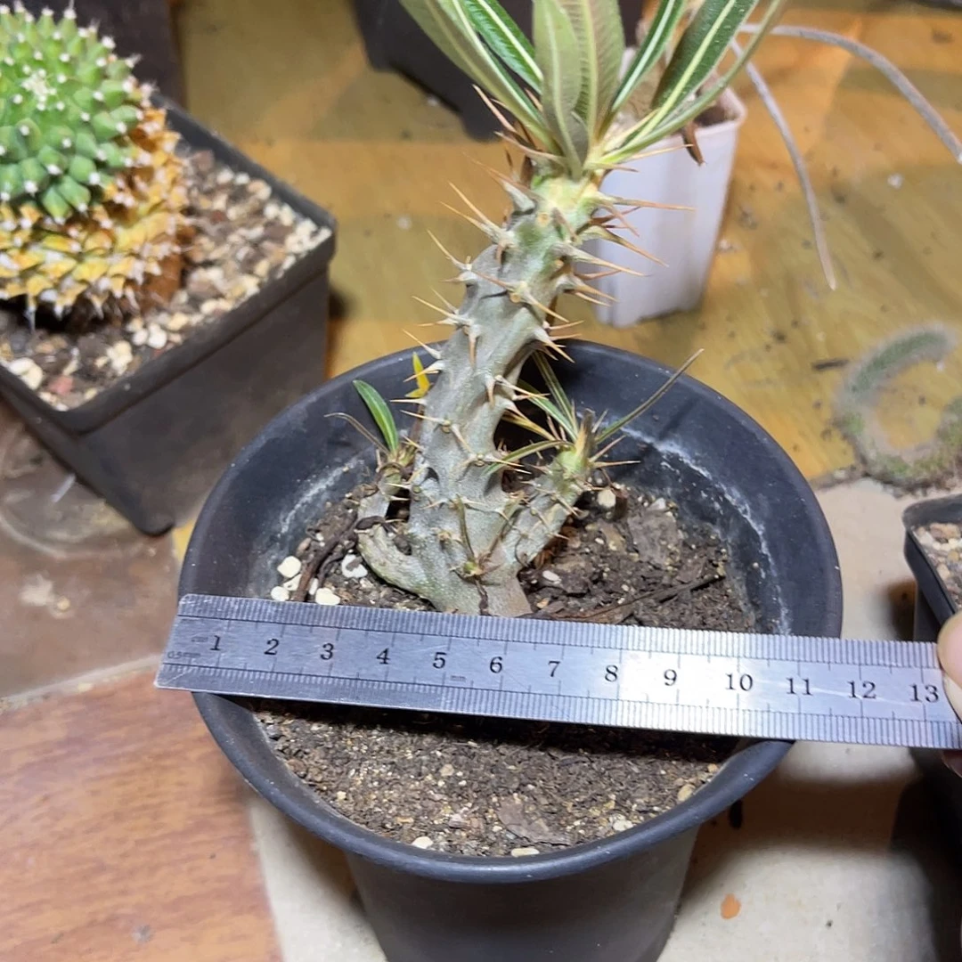 实生筒蝶春棒棰属一物一拍