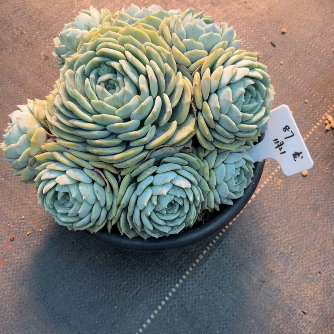 一物一拍链接，劳林自然群
